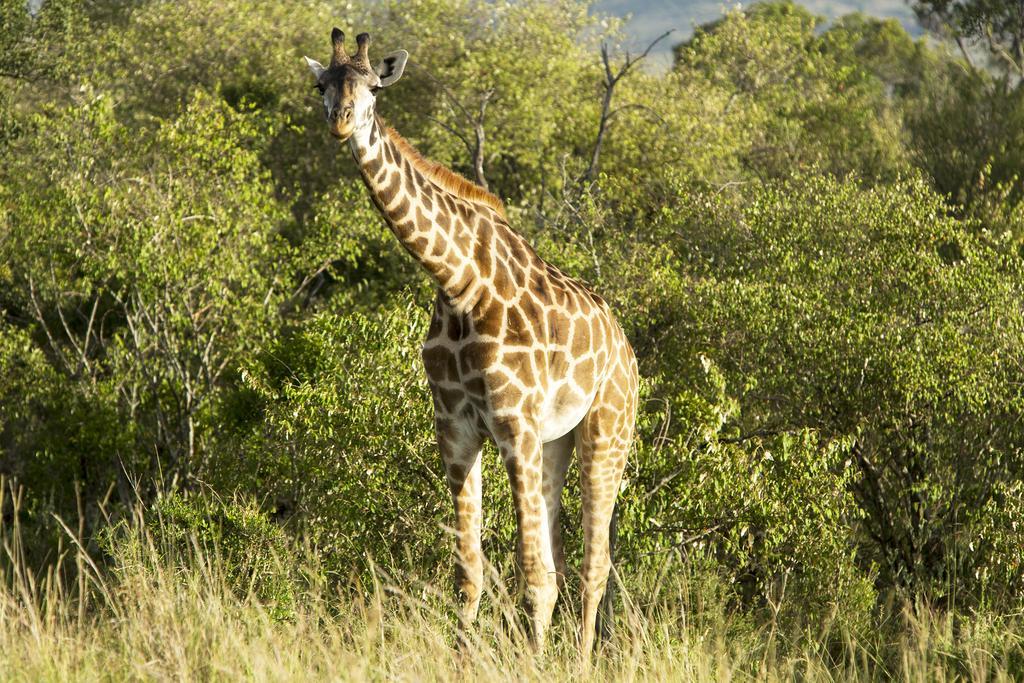 Mara Engai Lodge Lolgorien Екстериор снимка